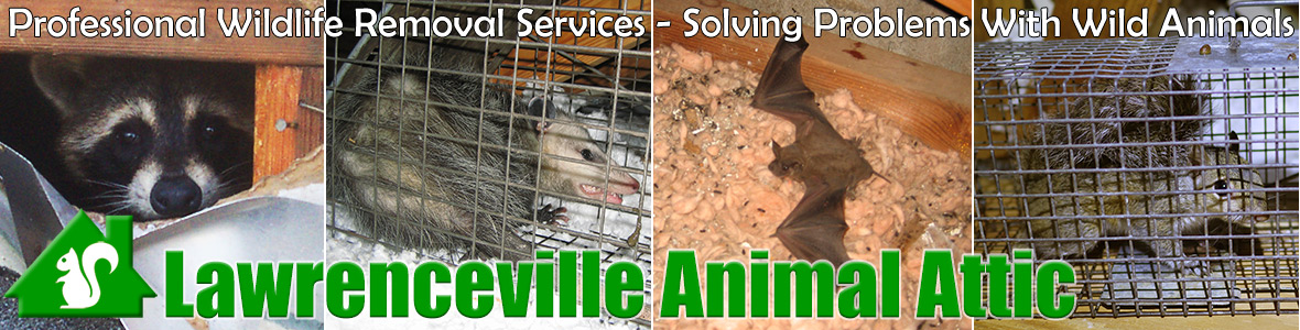 Lawrenceville Animal Attic